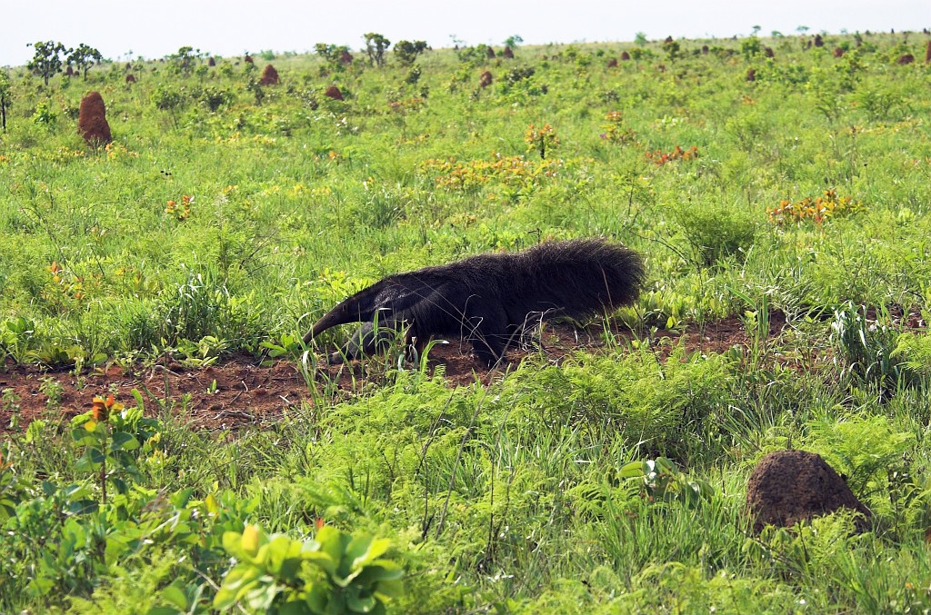 Great Anteater07-01.jpg - Giant Anteater (Myrmecophaga tridactyla), Emas N.P. Brazil 2005